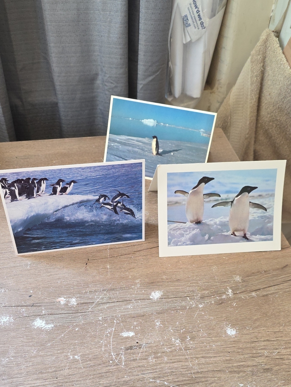 Penguin Photo Folded Greeting Cards Set - Blue Colorway